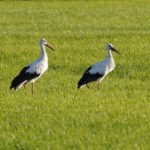 Türkheimer Störche auf der Wiese 05.09.2025