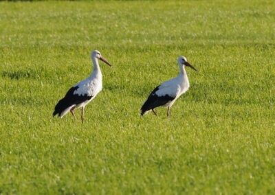 Türkheimer Störche auf der Wiese 05.09.2025