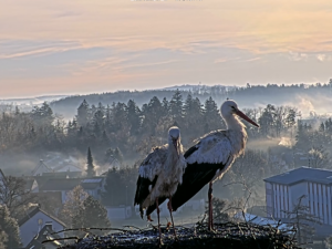 Türkheimer Störche 25.02.2026 Türkheimer Störche 25.02.2026